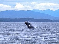Whale Watching Scenes